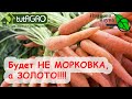 СОВЕТ ВАС УДИВИТ и ПОРАДУЕТ! СЕКРЕТ ПОДКОРМКИ МОРКОВИ на РОВНЫЙ и СОЧНЫЙ КОРНЕПЛОД.