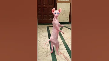ياليلي ياليلا Shorts 