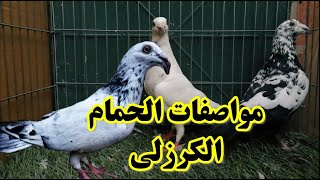 مواصفات الحمام الكرزلي ومقارنه مع الزاجل والاسترالي والبلدي