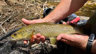 EPIC High Country Trout Session IN Crystal Clear Stream by Noojee Bushgoods 913 views 4 months ago 25 minutes