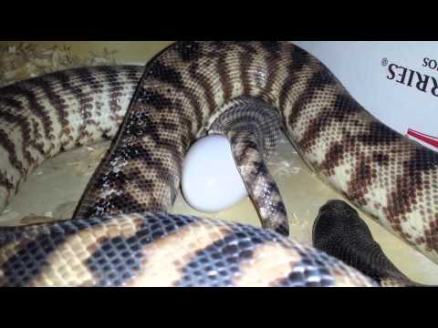 Blackheaded python laying an egg