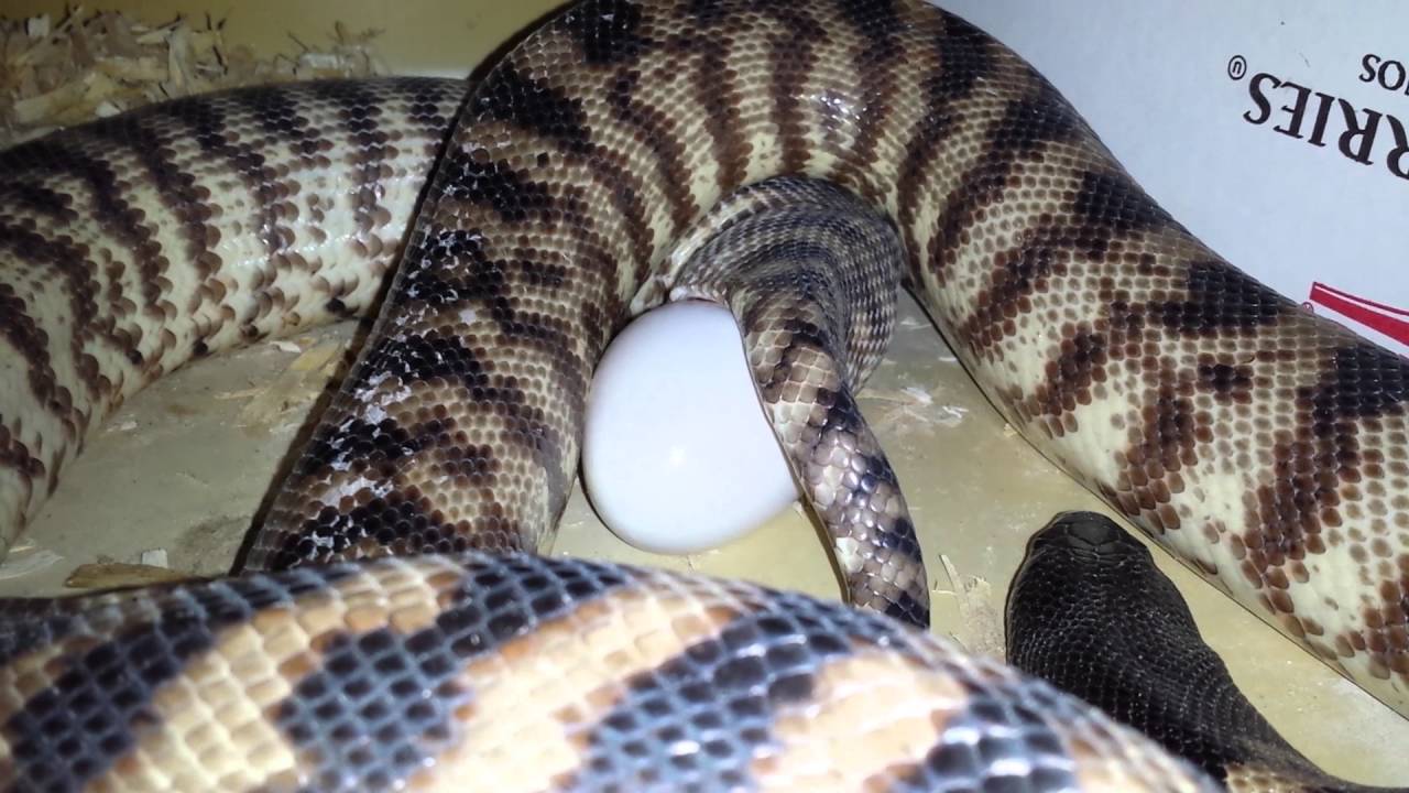 camera iphone 8 plus apk Blackheaded python laying an egg