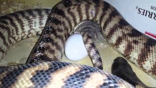 Famous Blackheaded python laying an egg Profile