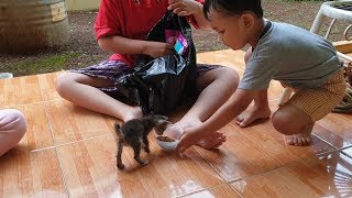 Athar Punya Peliharaan Baru Anak Kucing  Yang Lucu dan Imut