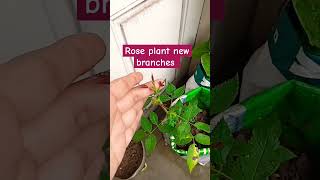 How To Make Rose Plant Bushier Soft Pruning In Plants Pinching Benefits rose pruning garden