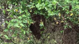 Swarms: Bees Waggle Dance On the Face of a Swarm and Why They Do This