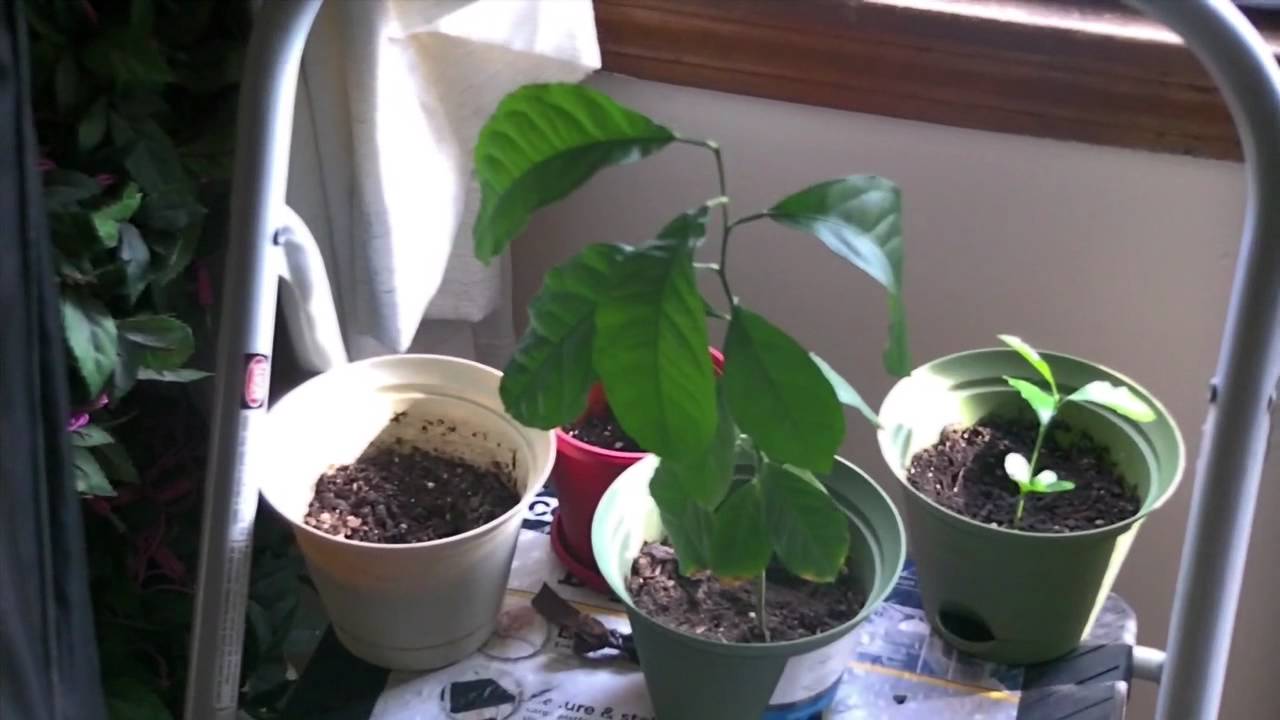 Lemon Tree From Seed: One Year Later - YouTube
