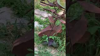 IMG 6141