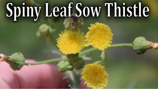 How to Identify Spiny Leaf Sow Thistle, Sonchus asper