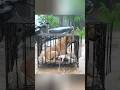 Man Spots Mother Dog and Puppies Left in Cage Under Heavy Rain and Brings Them to Safety  #MotherDog