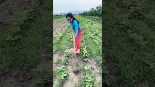 Alat pertanian sederhana tapi canggih  cabut rumput#shorts