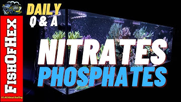 Fixing Unbalanced Nitrates & Phosphates | Can You Auto Dose? | Daily Q&A
