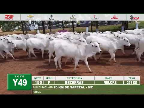 LOTE Y49