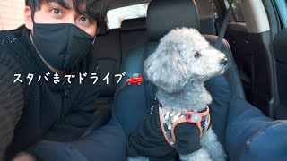 新しく買ったドライブベッドで愛犬とスタバまでドライブした独身男の一日。【トイプードル】