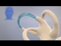 How the Inner Ear Balance System Works - Labyrinth Semicircular Canals