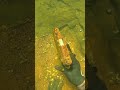 Find The Gun Before I Do! (Scuba Diving)