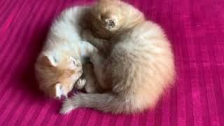 Check Out These Persian Kittens Playing - They're So Cute! by Persian Cat 178 views 7 months ago 2 minutes, 5 seconds