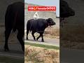 HSB Big Bull - Thanedar #kgf #kgfchapter2 #cow #dairyfarm #buffalo #animals #farming #murrah