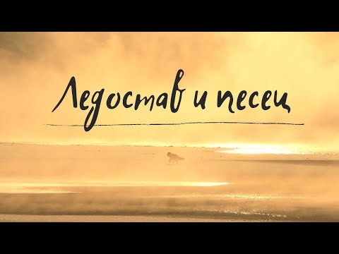 Ледостав и песец