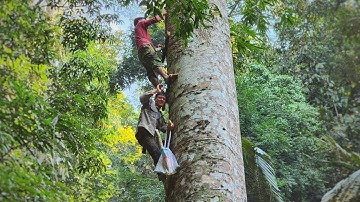 CÂY NHIỀU TIỀN • Tập 4 - Ký Sự Rừng Già 10
