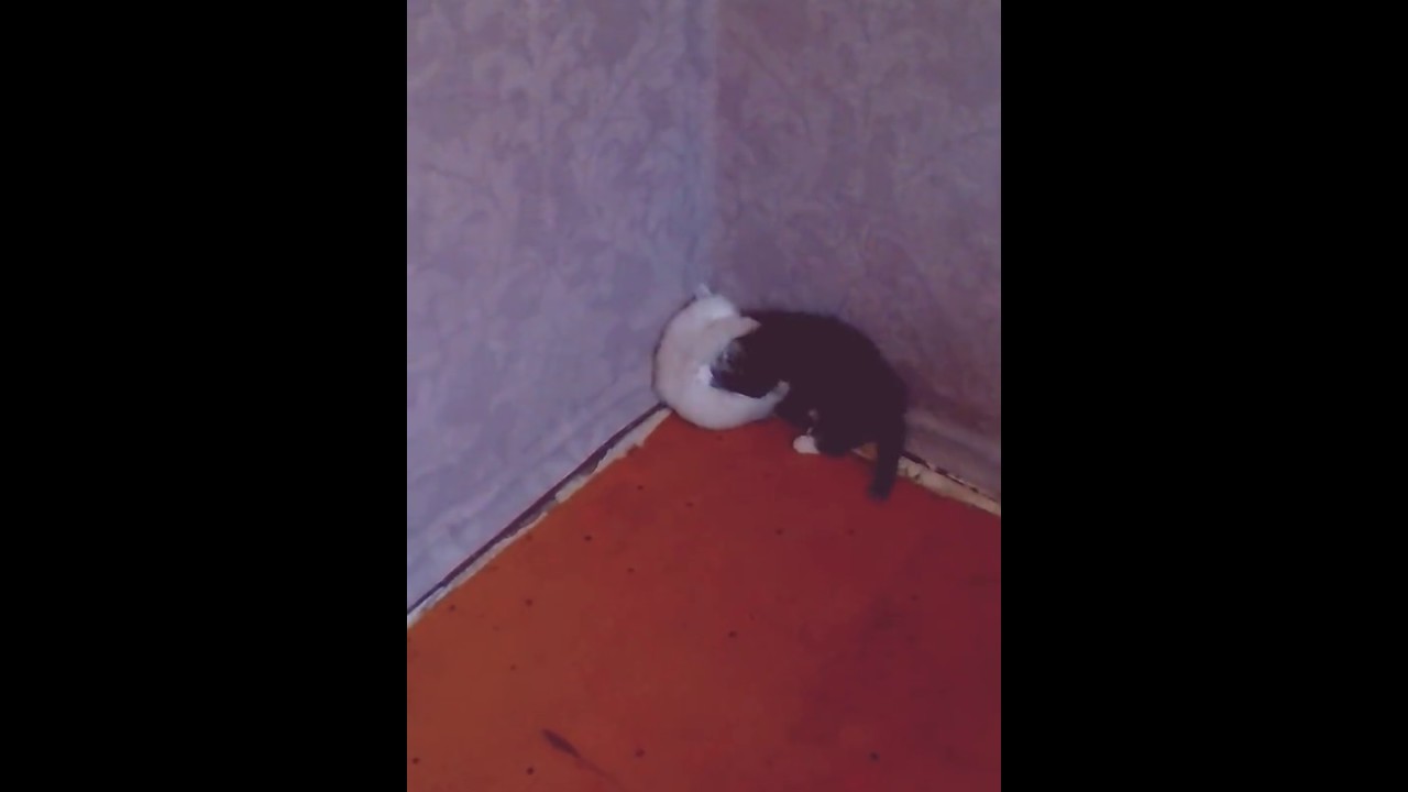 Хз что такое