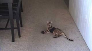 Bengal Cat versus Harness by Sootikins 2,926 views 15 years ago 1 minute, 5 seconds