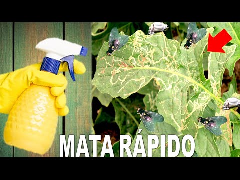 Vídeo: Com Plantar Larva