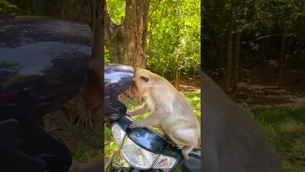 Alberto : How to wear it ?❤️🤣👍🔔