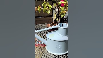 Fast acting or slow release bonsai fertiliser?