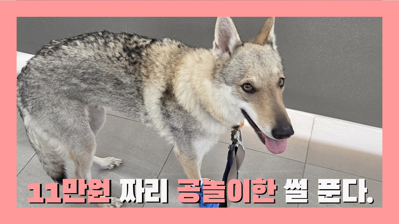 울프독 공놀이 한번 했다가 병원비 11만원 나왔습니다.