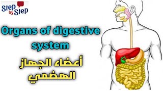 الجهاز الهضمى و مكوناتة بالإنجليزية || The digestive system 🗣️