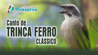 CANTO DE TRINCA FERRO CLÁSSICO