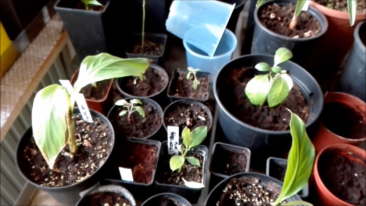Aloe Polyphylla germination YouTube