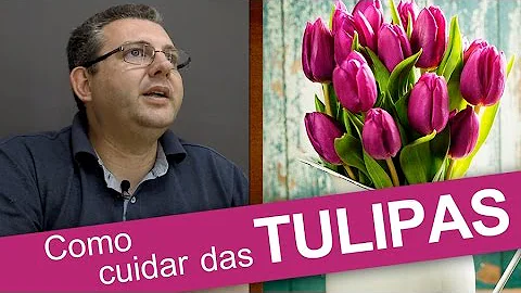 Como devo molhar a tulipa no vaso?