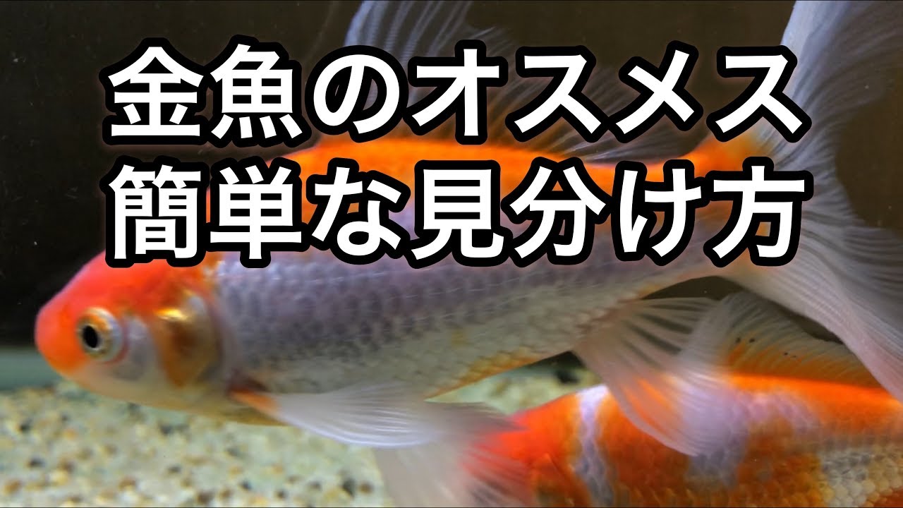 金魚のオスメス見分け方 Youtube