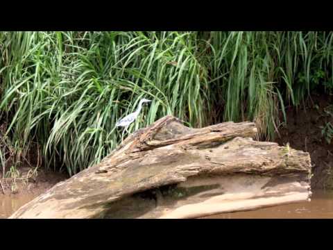 Crocodiles in Costa Rica