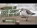 👉 Winter Birding in Essex County, Massachusetts | Little Big Year Day ONE!