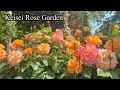 京成バラ園 Keisei Rose Garden 2023年4月28日の開花状況