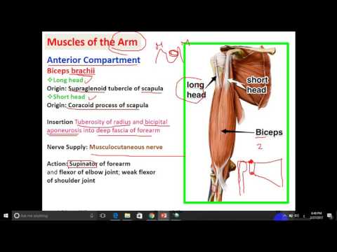 anatomy -- dr. Ayman -- Muscles of the arm & Cubital fossa