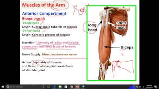 anatomy -- dr. Ayman -- Muscles of the arm & Cubital fossa