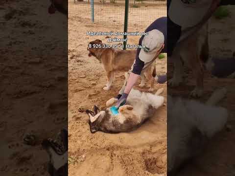 Такие собаки в приюте пропадают!