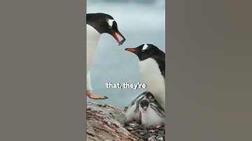 This is how a male penguin will "propose" to a female