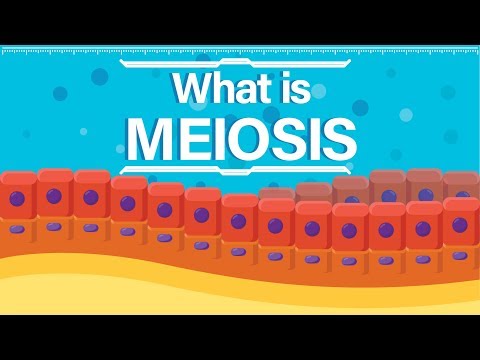 Video: Dapatkah kromatid berpisah secara meiosis?