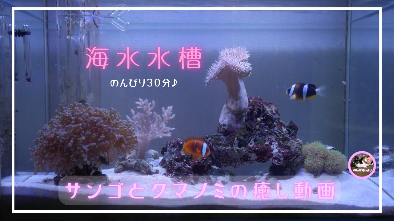 マンタ親子とサンゴ礁のアクアリウム♪♪ サンゴとクマノミ、ずっと見ていられる水槽（長回し）☺️【水槽