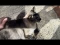 하와이 알라모아나 비치 테니스코트 & 고양이 & 낚시 & 선셋