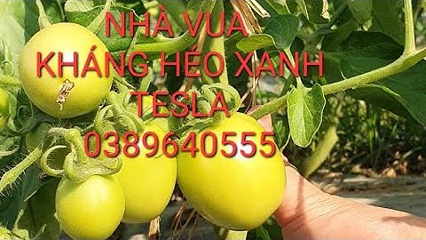 THĂM RUỘNG CÀ CHUA TESLA TẠI BẮC NINH