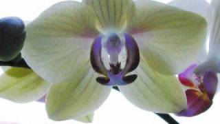 Watch Amalia Gre Orchidee video