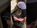 【こどもと猫】11歳の長女と12歳のサンタくんの日常☺️毎日べったりサンタくん ☺️