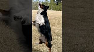 Trying out for first base #playball #miniaussie #cutedogs #ball