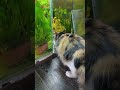 И я кушать готовлю 👍
